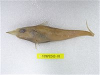 藏品(多棘腔吻鱈)的圖片